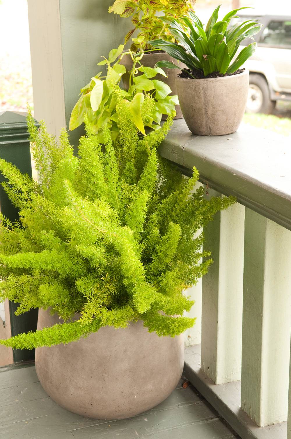 Potted plants on a front porch.