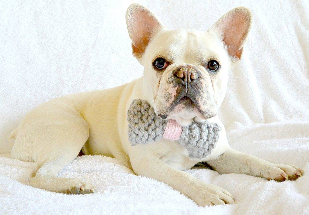 5 Quick and Easy DIYs For Your Dog