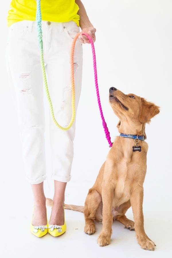 5 Quick and Easy DIYs For Your Dog