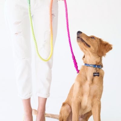 5 Quick and Easy DIYs For Your Dog