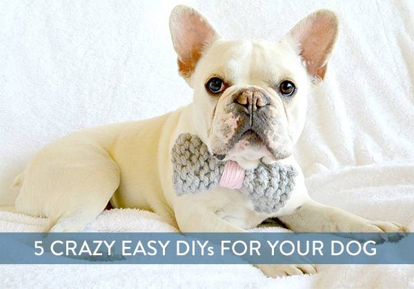 5 Quick and Easy DIYs For Your Dog