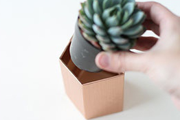 A hand is holding a small plant over a box.