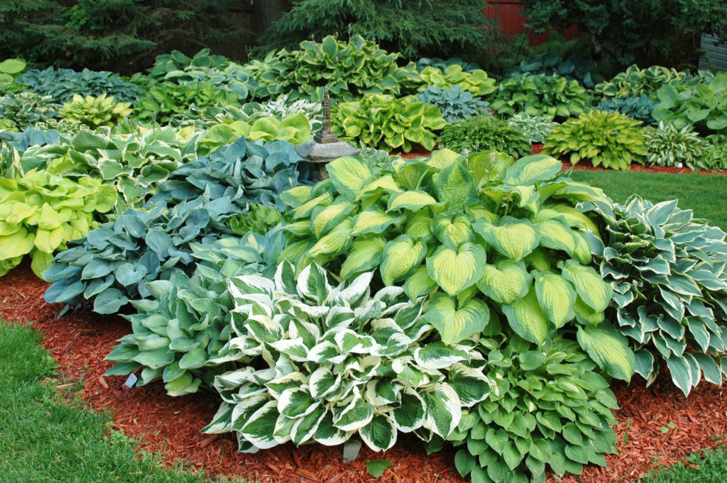 The Best Selection of Foolproof Outdoor Plants, Northeast Edition Curbly