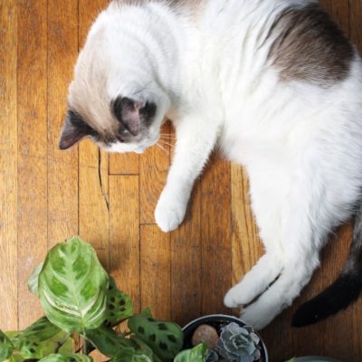 The Best Houseplants for You and Your Pets