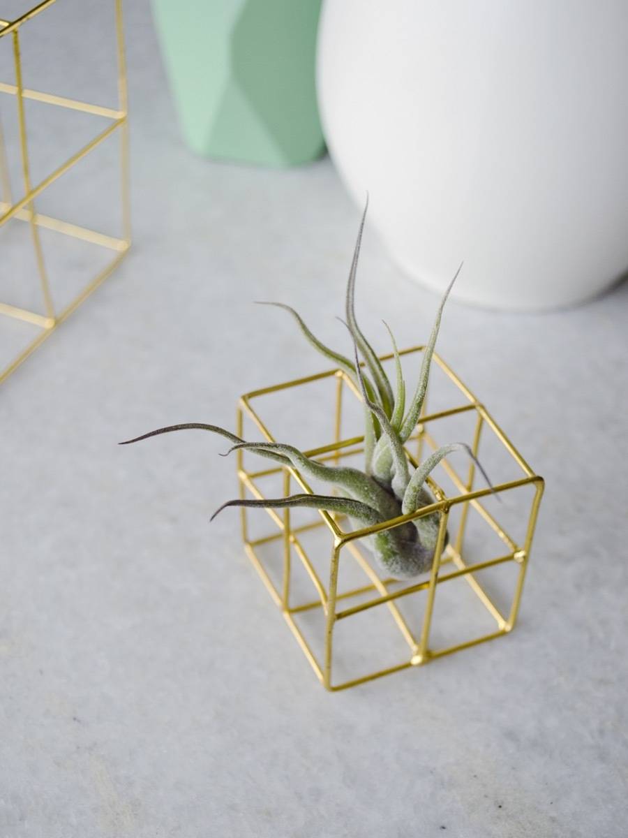 Pet-friendly Houseplants: Did you know that air plants are non-toxic to pets?