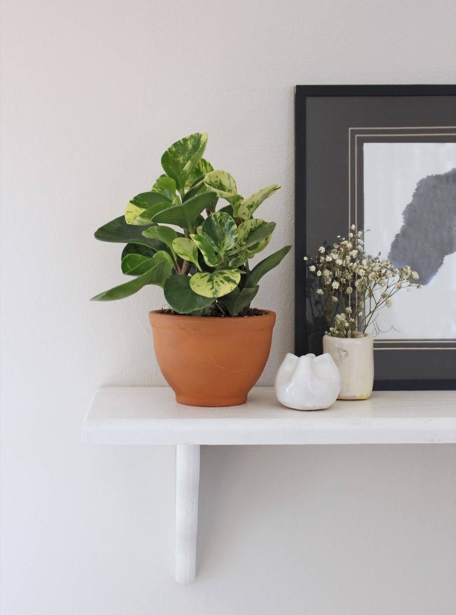 Pet-friendly Houseplants: Peperomia - Cute, and non-toxic to both dogs and cats!