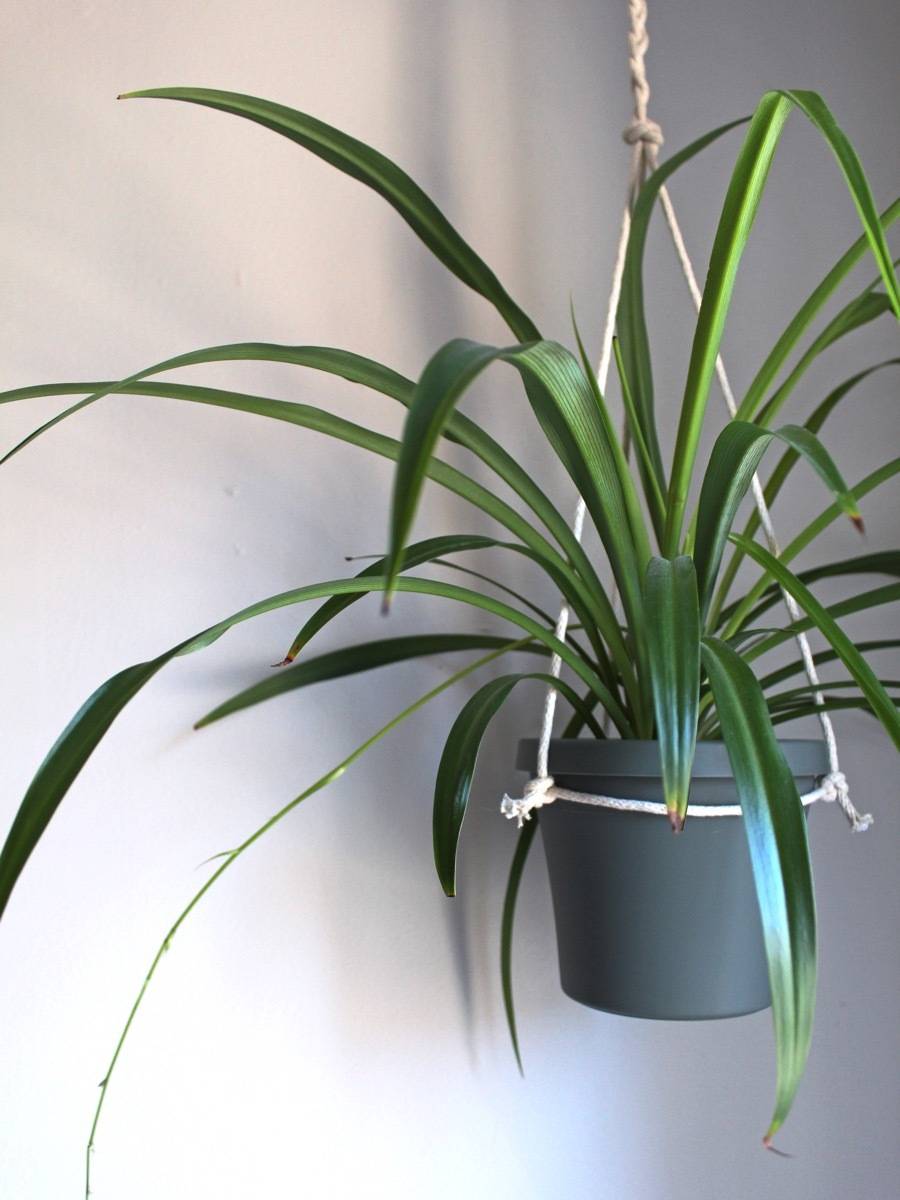 Pet-friendly Houseplants: Spider plants are hearty and tough to kill. Bonus - they're pet-friendly plants!