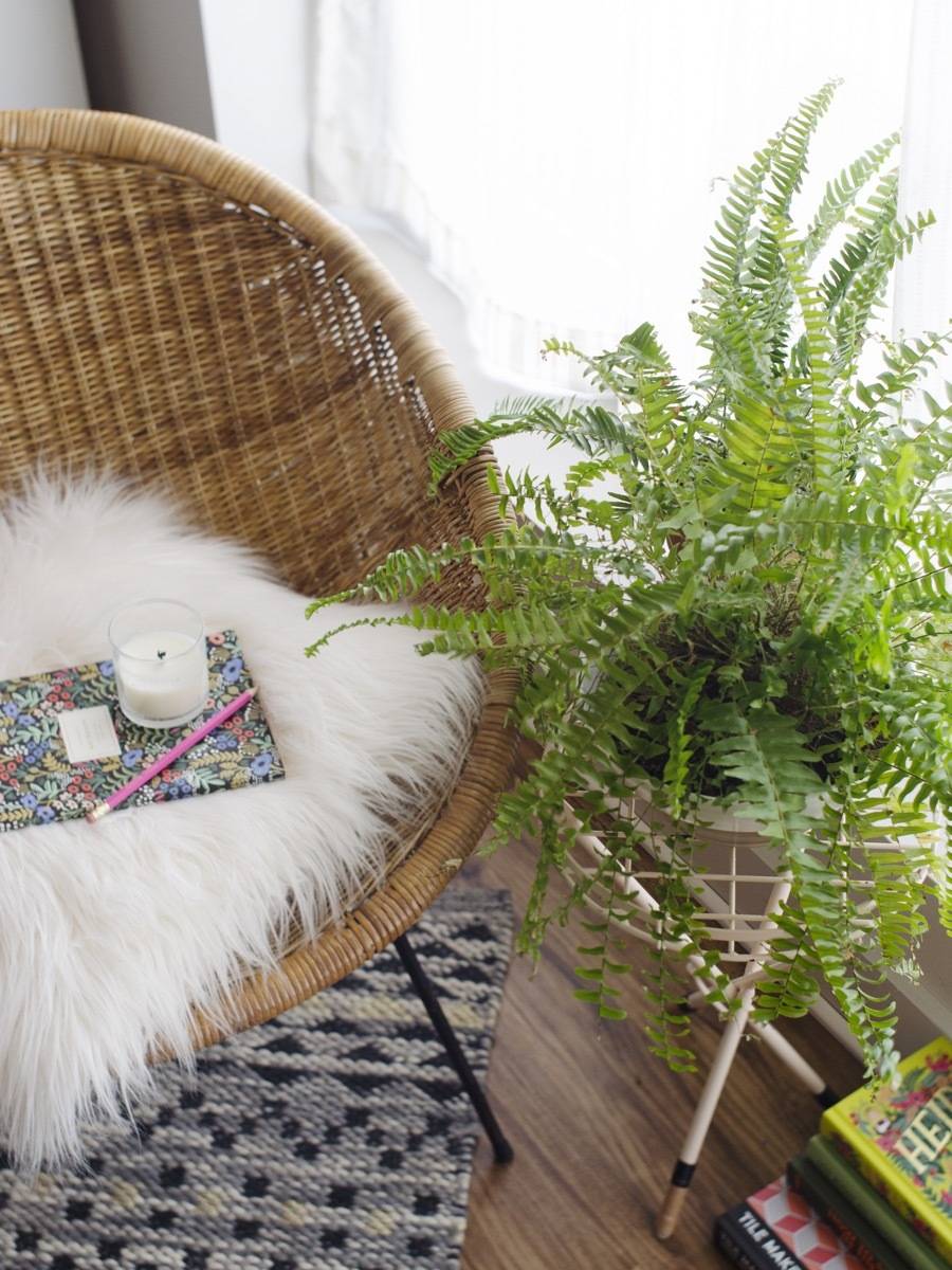 Pet-friendly Houseplants: Fern-tastic and non-toxic to pets!