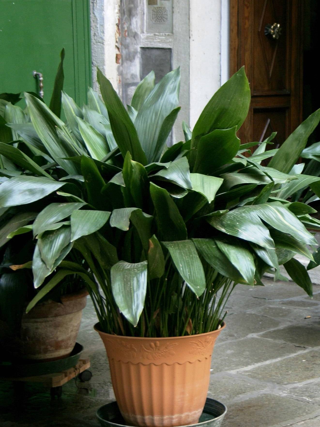 10 Gorgeous Bathroom-Friendly Plants (With Pictures!)