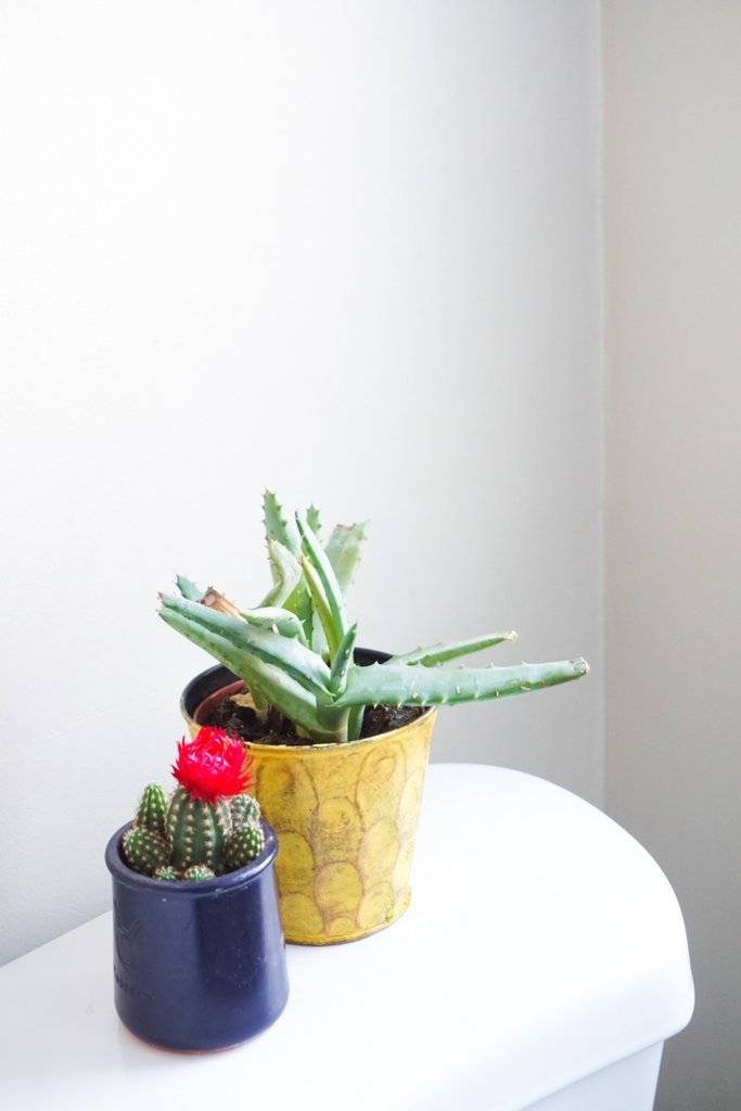 10 Gorgeous Bathroom-Friendly Plants (With Pictures!)