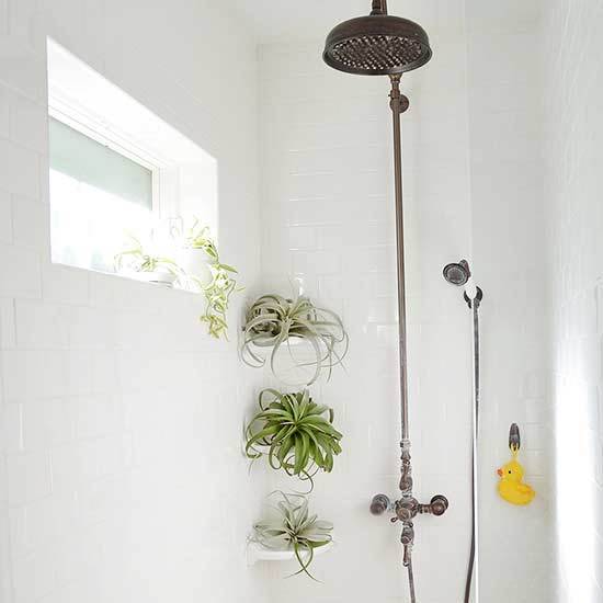 10 Gorgeous Bathroom-Friendly Plants (With Pictures!)