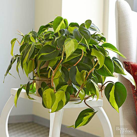 10 Gorgeous Bathroom-Friendly Plants (With Pictures!)