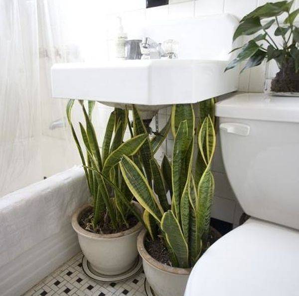 10 Gorgeous Bathroom-Friendly Plants (With Pictures!)