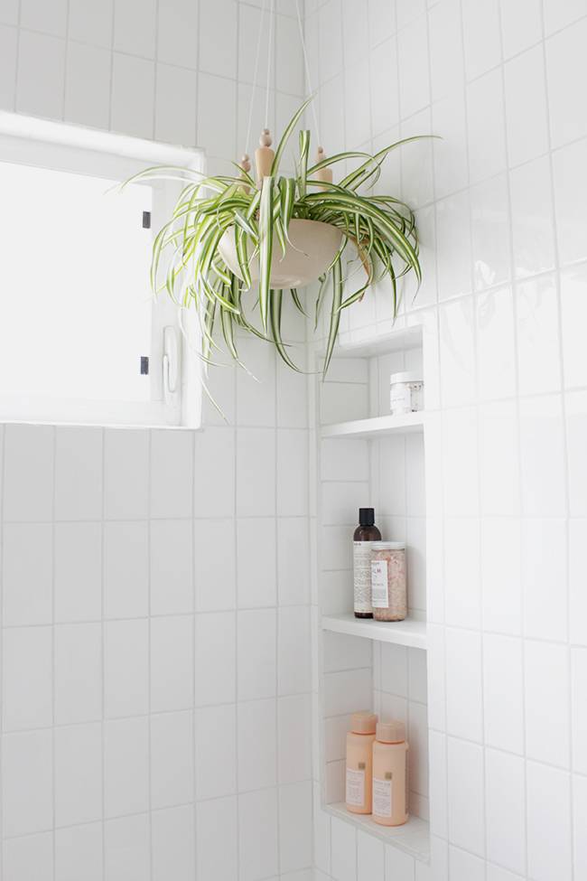 A white tile bathroom corner with inset shelves filled with shampoos and a spider plant hanging above.