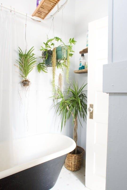 Several plants sit behind a black and white bathroom tub.
