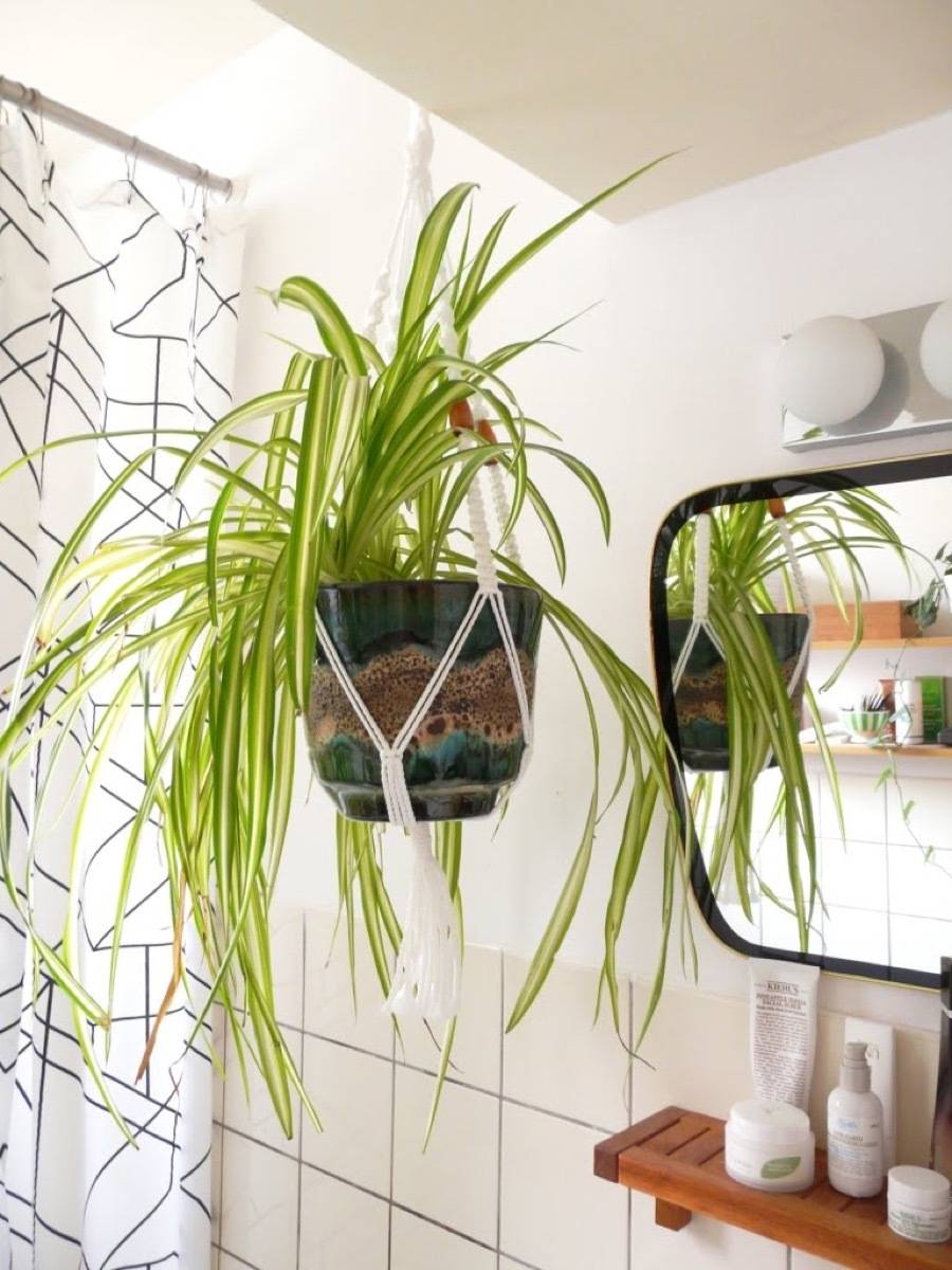 Rental bathroom solutions: Plants make everything better