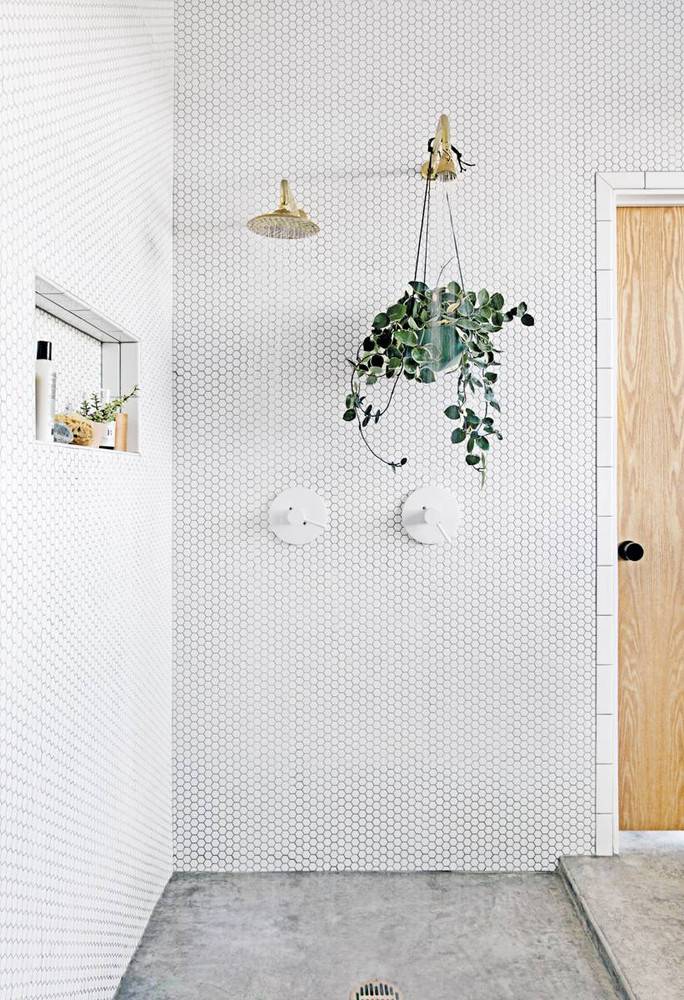 Green shower plant hanging from a golden shower head in a white bathroom.