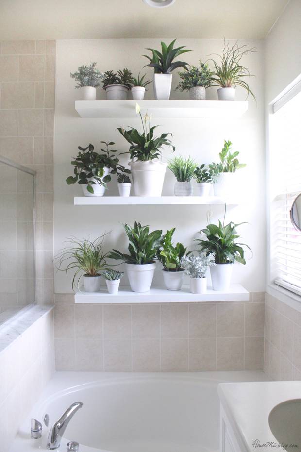 Shelves of various plants line a bathroom wall.