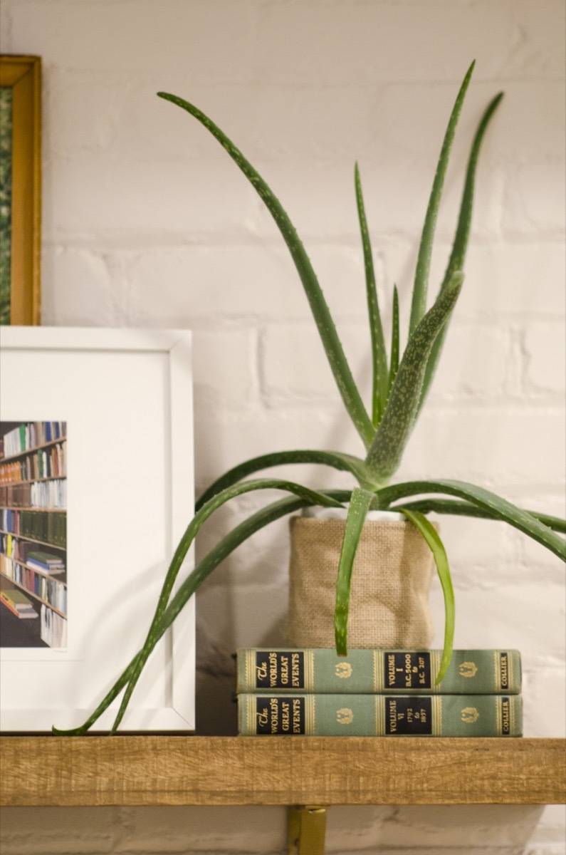 Wooden bookshelf on a white brick wall with books, a plant, and picture frames on it.