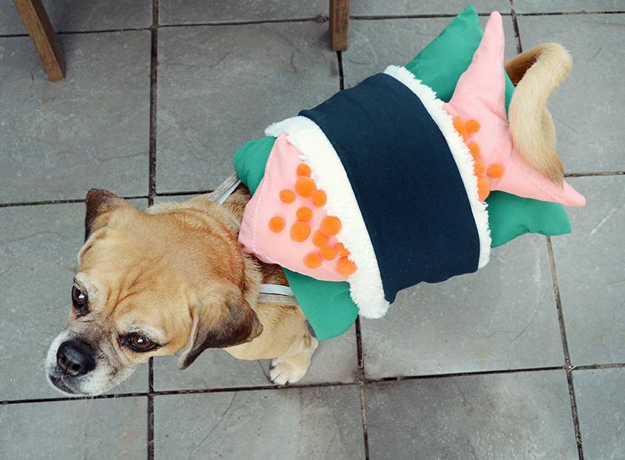 DIY Sushi Halloween Costume For Your Dog