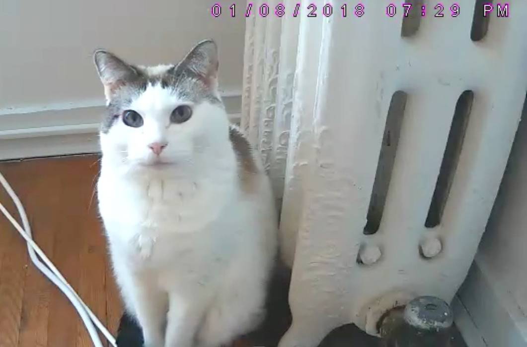 Surveilling the cat - What I learned after setting up a camera in my house for a week
