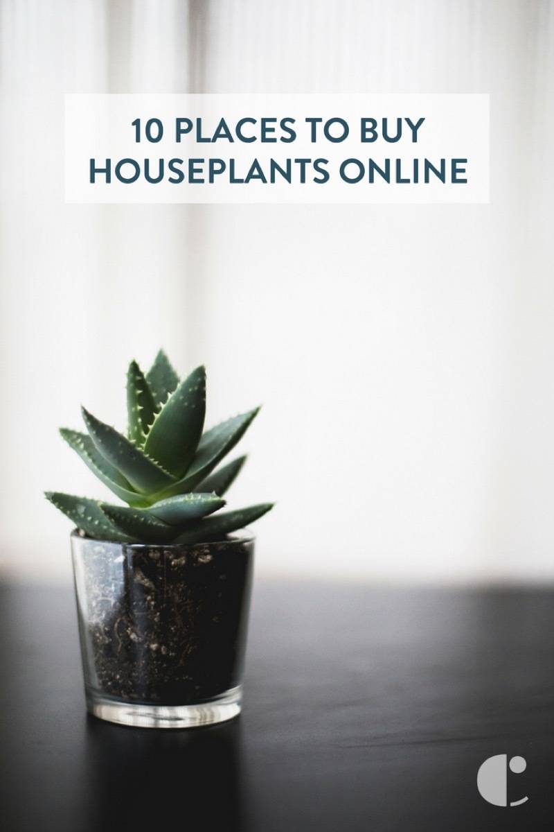 Where to buy houseplants online - from orchids to aloe, you can buy anything online these days.