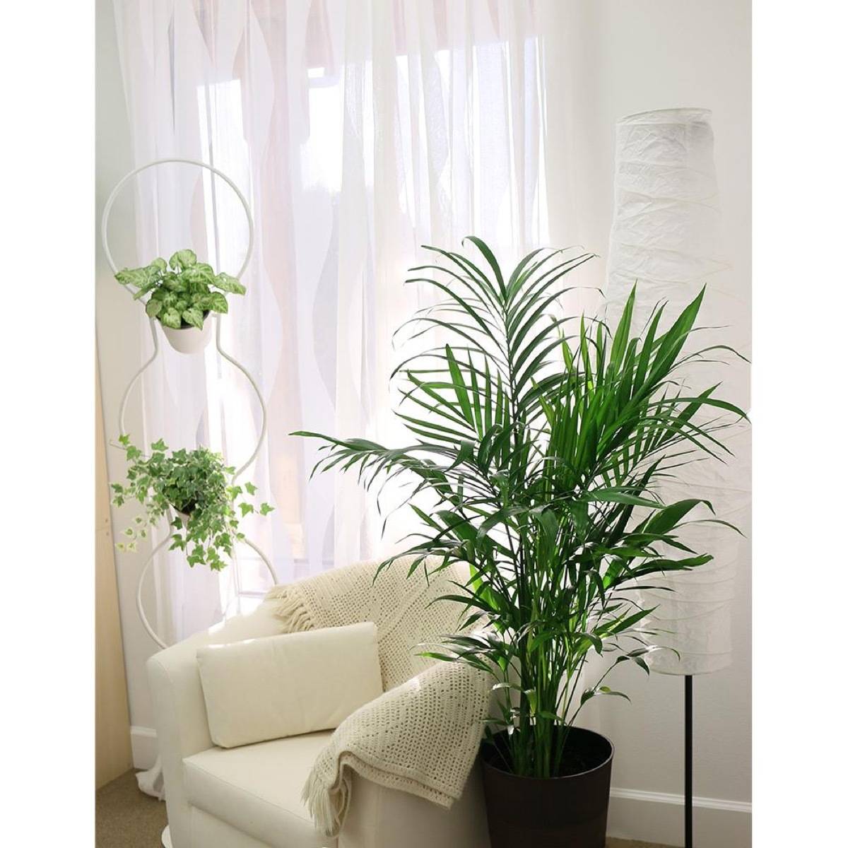 Do your houseplant shopping online: The Home Depot