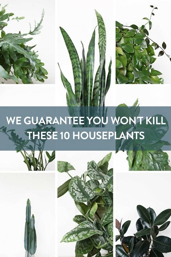 We guarantee you won't kill these 10 houseplants