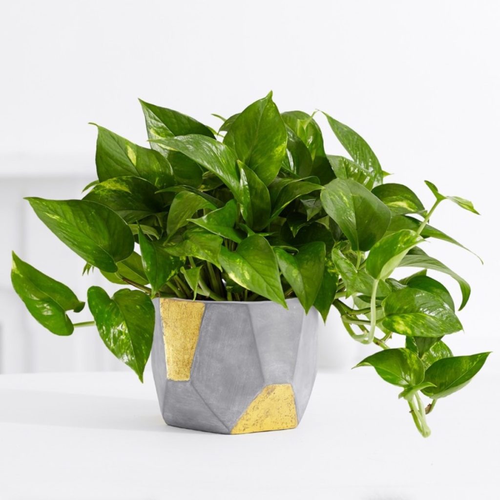 The Best Places to Buy All Your Plants Online