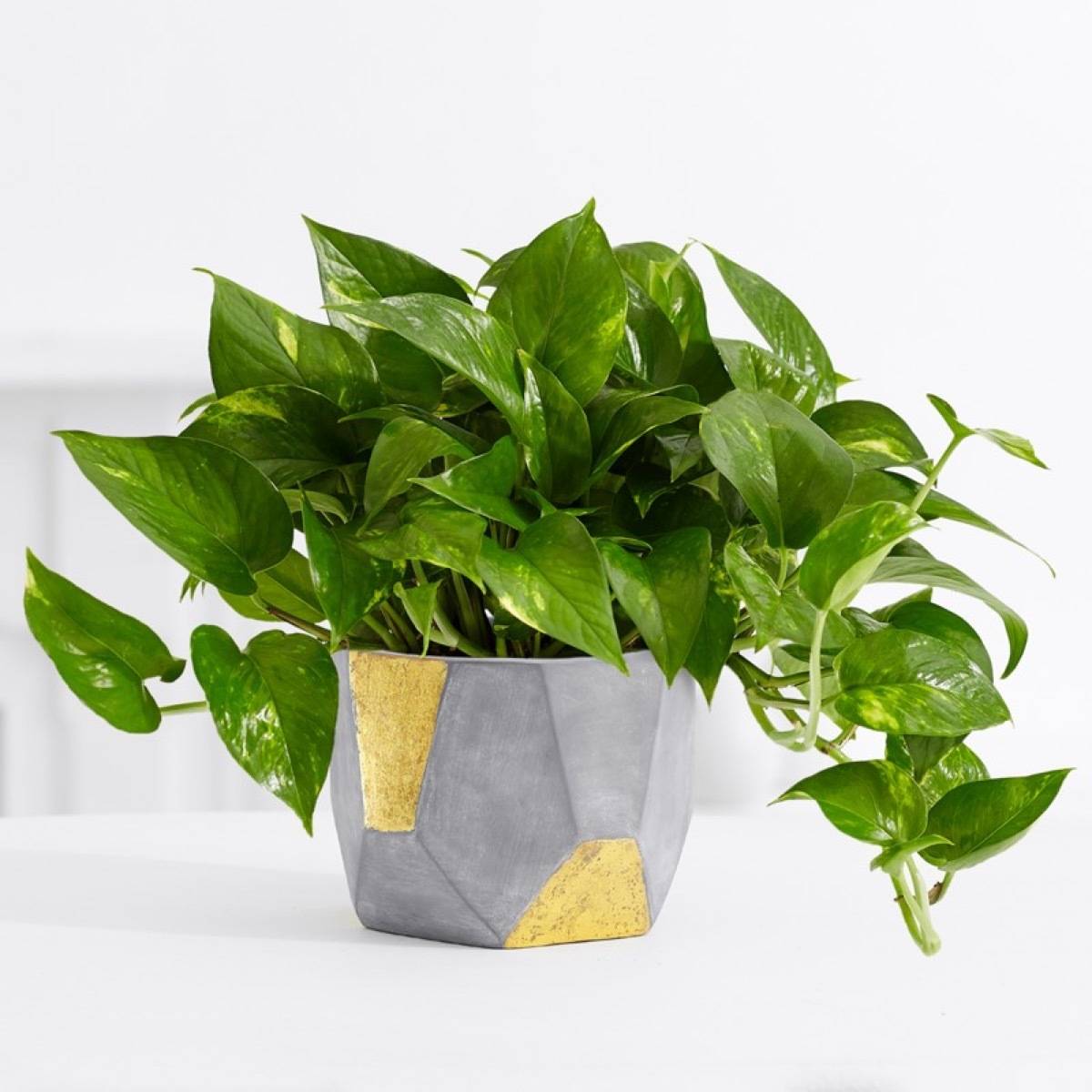 Do your houseplant shopping online: ProFlowers
