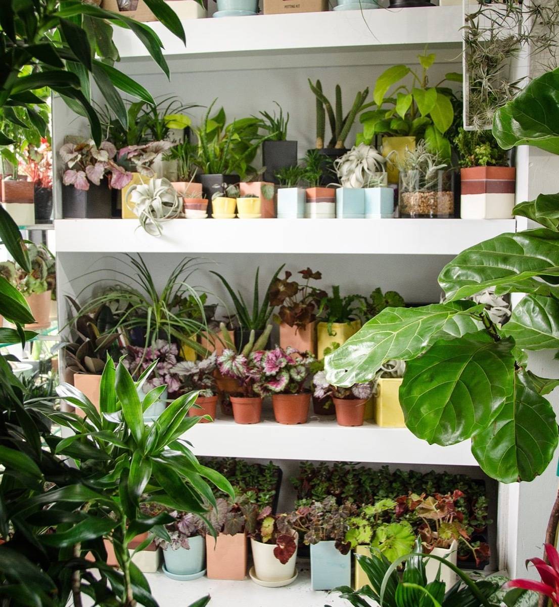 Do your houseplant shopping online: The Sill