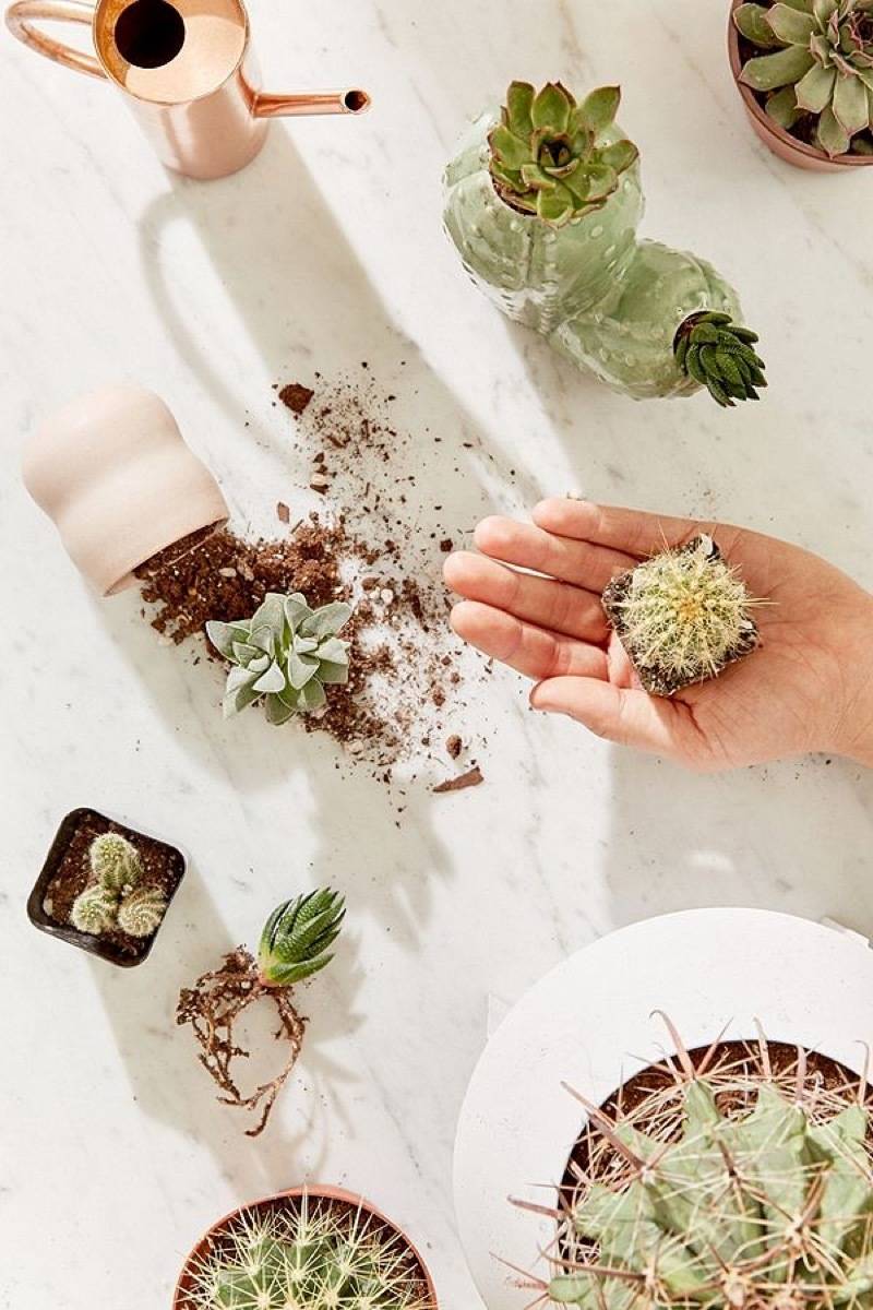 Do your houseplant shopping online: Urban Outfitters