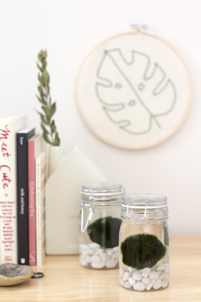 Move over, Air Plants. You've got competition. (Marimo Moss Balls 101)
