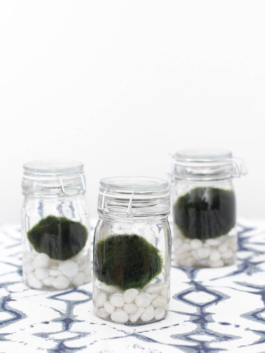 What is that?? Marimo Moss Balls 101