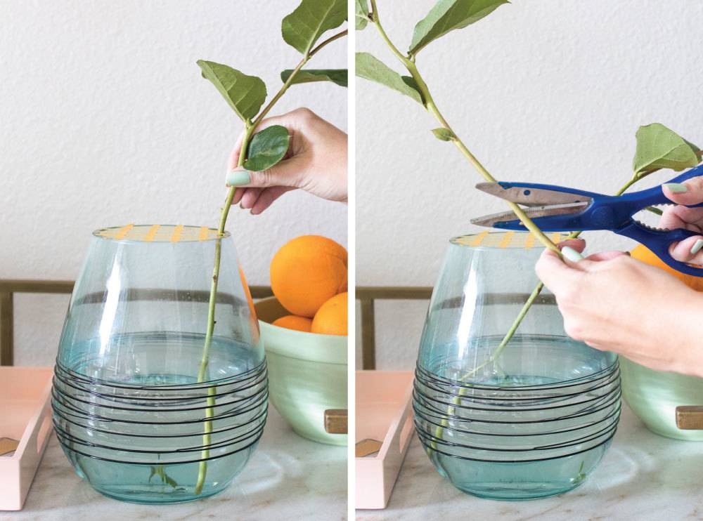 Diy method to grow plants inside the home.