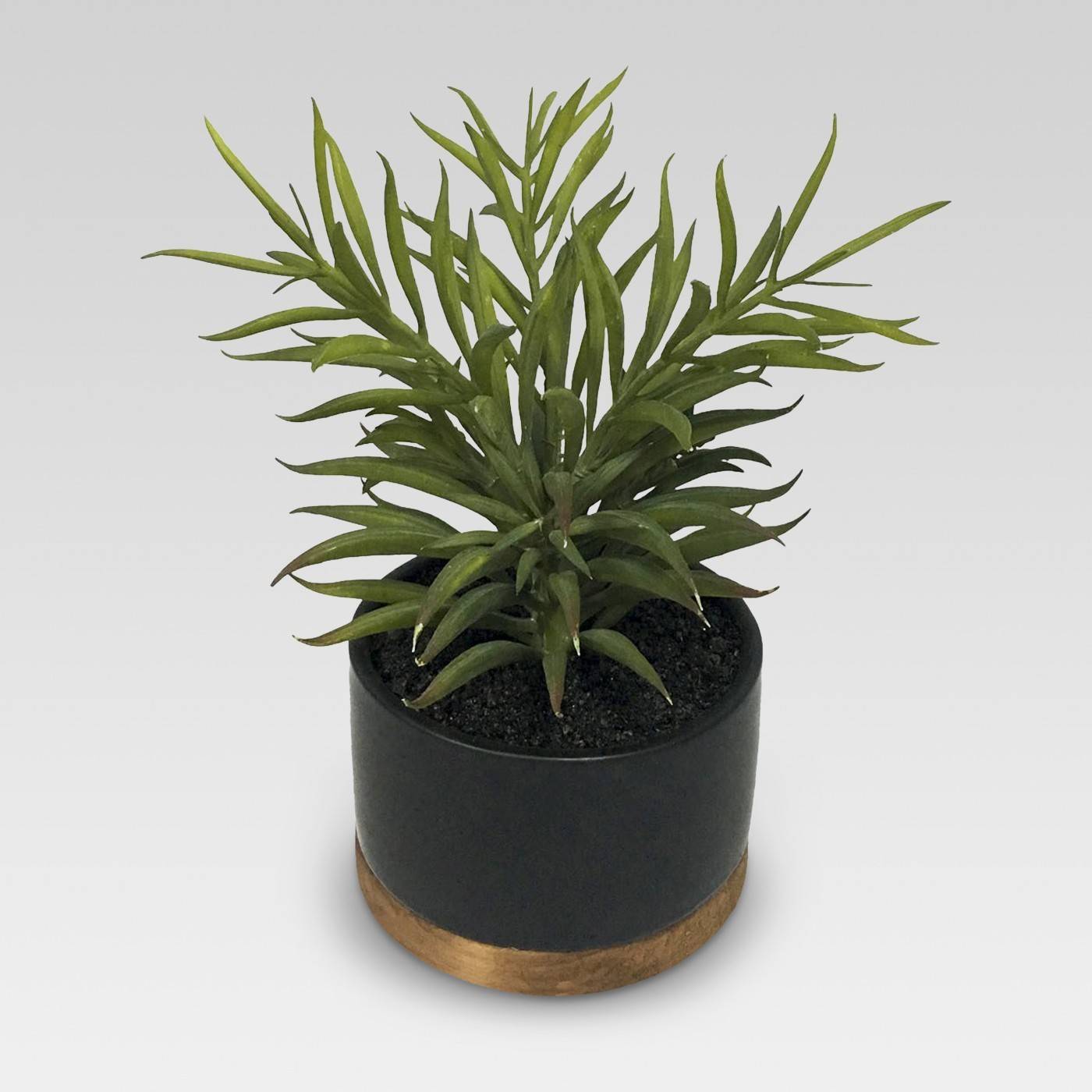 A small potted plant with elongated leaves sitting in a green planter with a gold trimmed base.