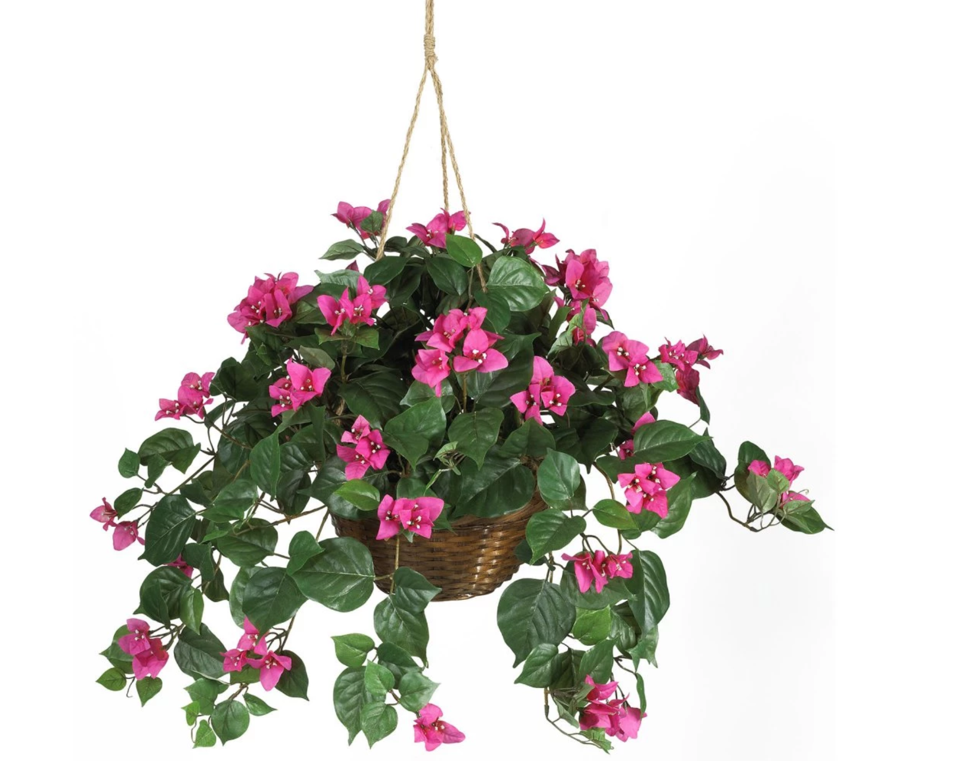 A green plant with pink flowers in a hanging planter.
