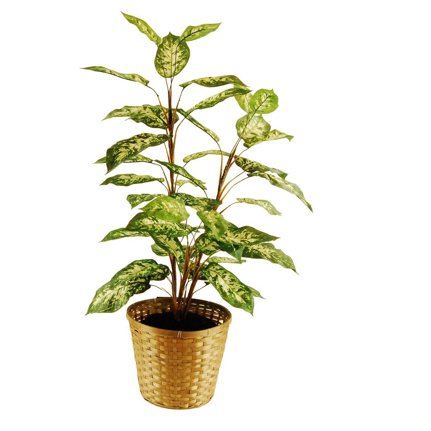 A plant has a brown pot and green leaves.