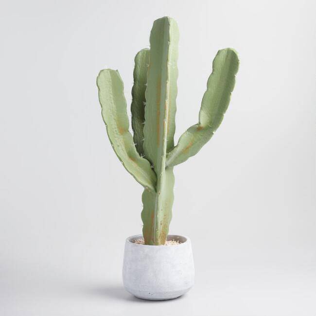 A cactus is growing out of a white container.