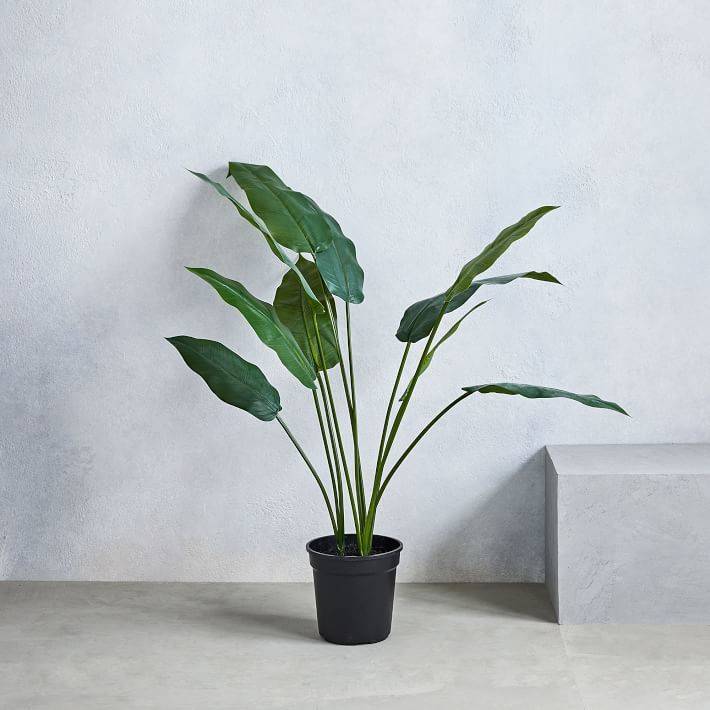 A large potted plat in a minimalist white room.
