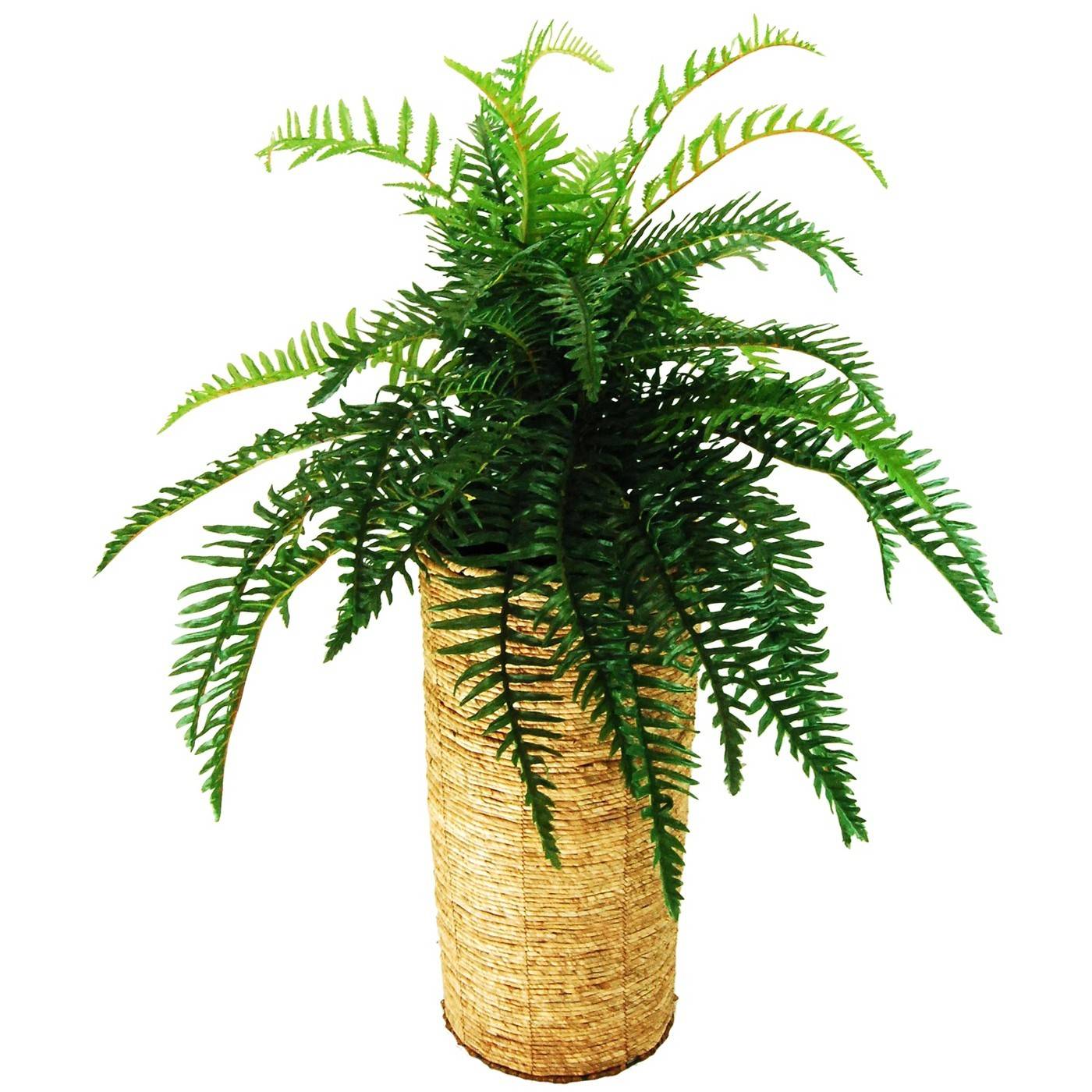 A fern is in a tall light brown pot.
