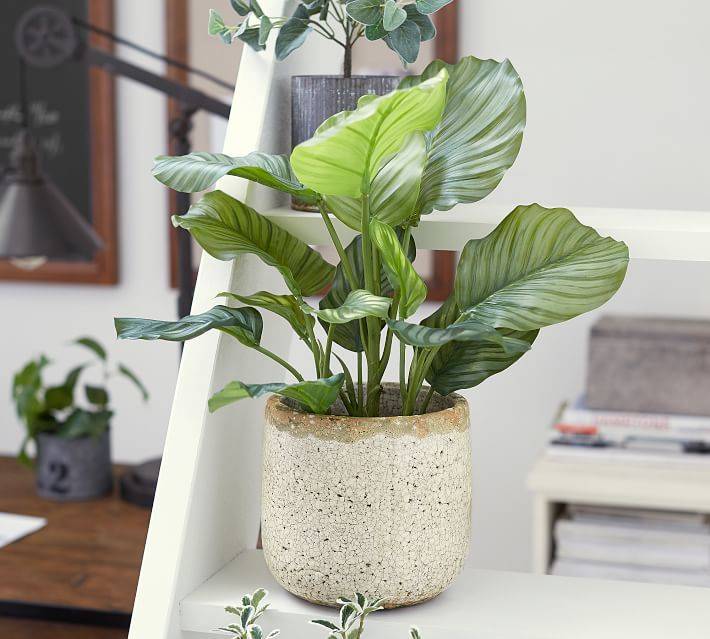 A green plant growing out of a white pot