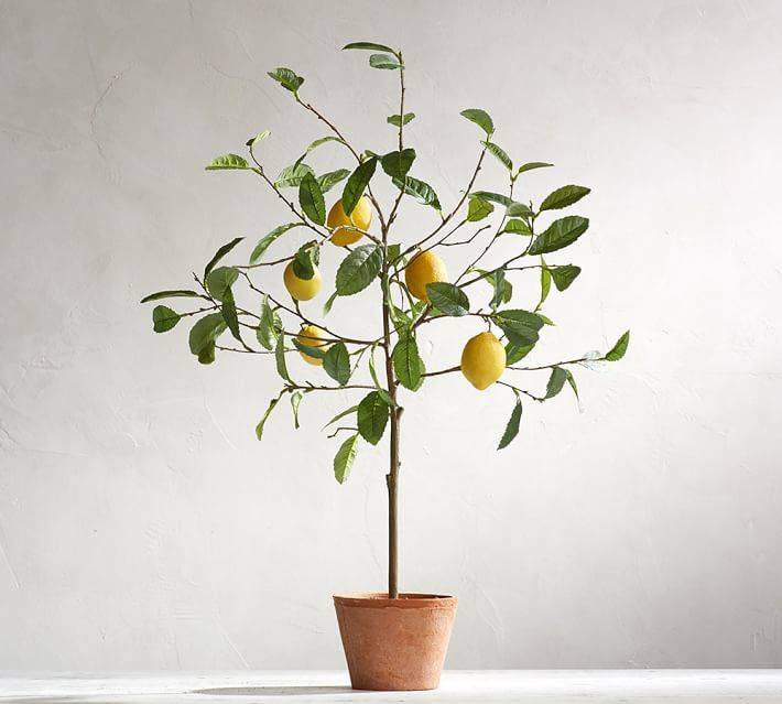 A small lemon tree in a terra cotta pot is sitting in front of a white wall.