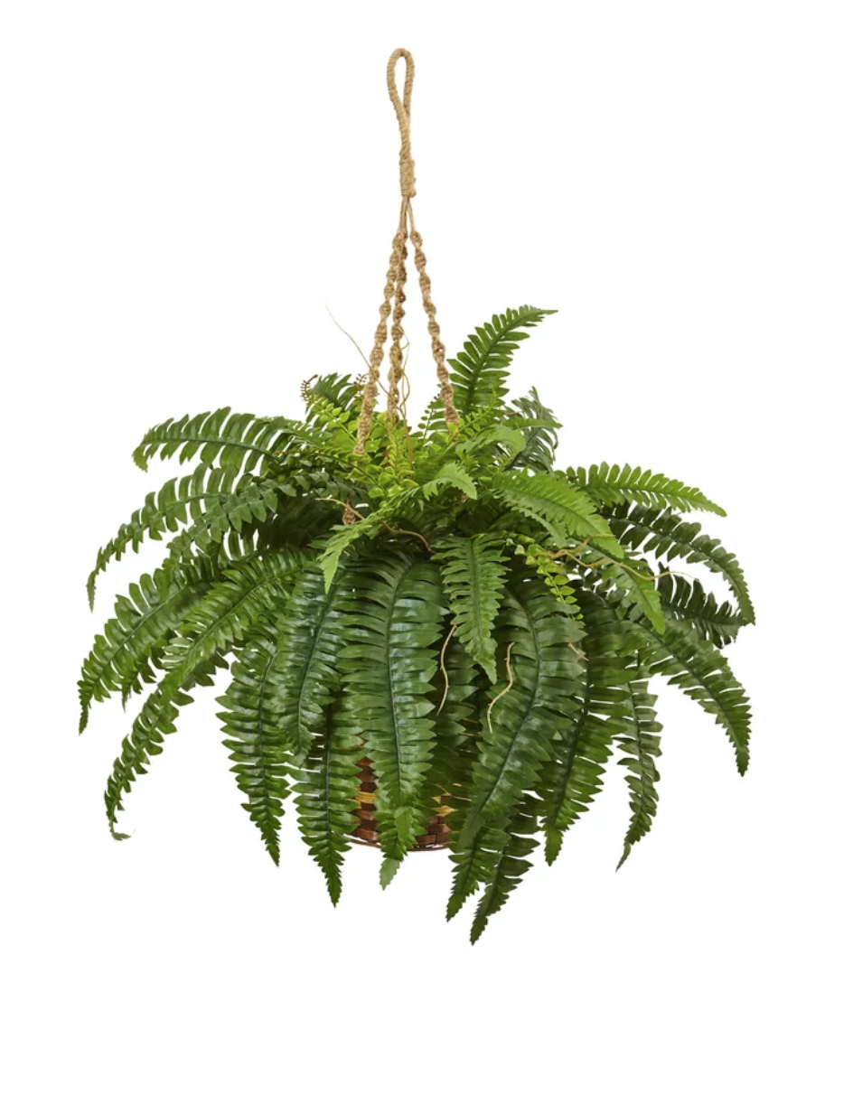A plant is hanging from a rope.