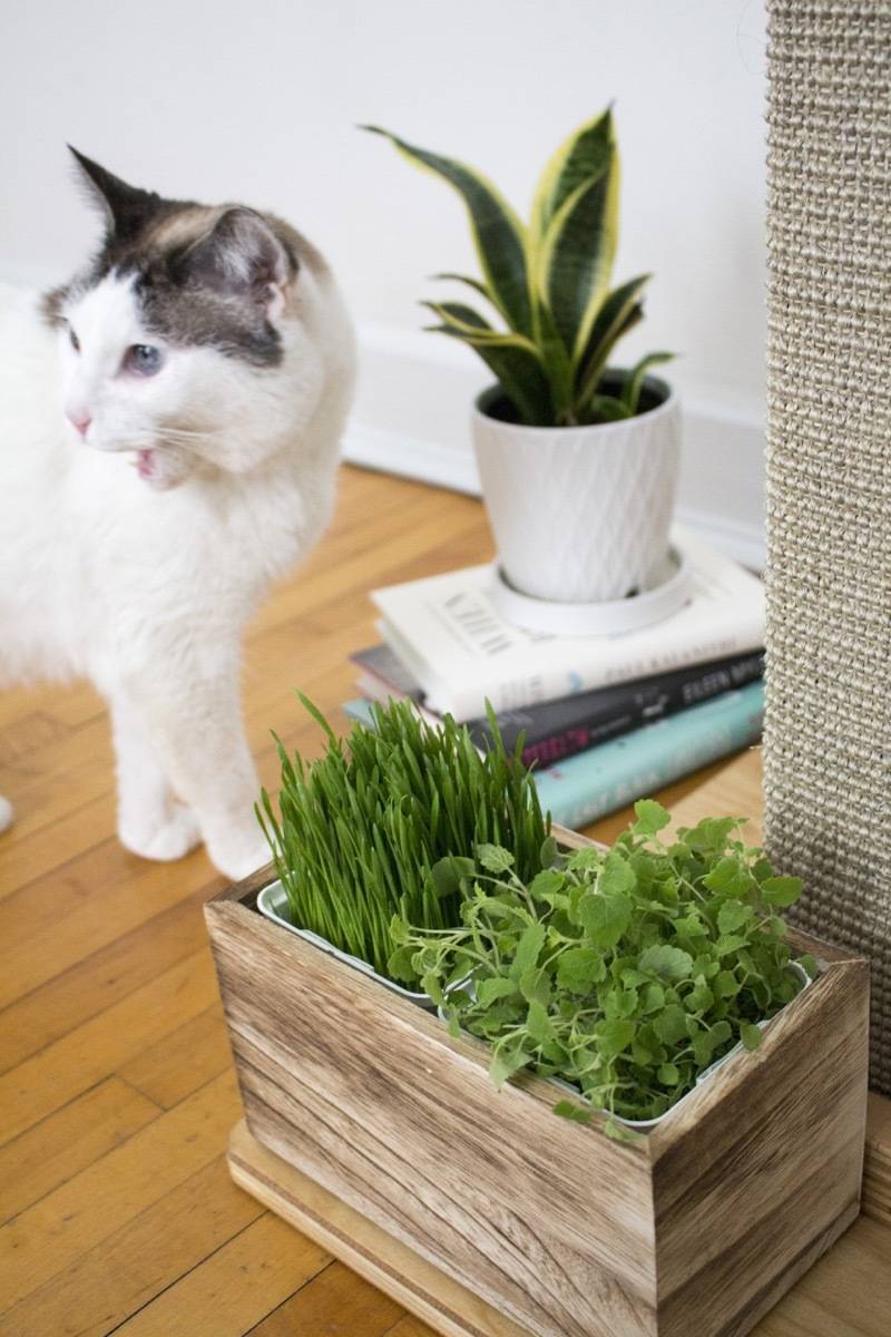 How to make an indoor garden for you feline friend