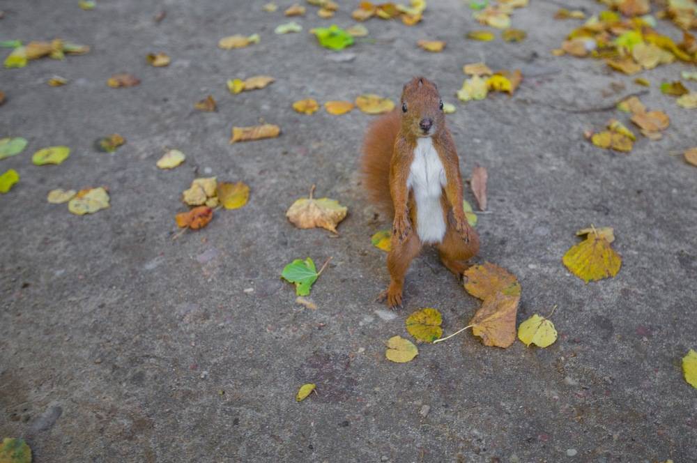 Surprised squirrel