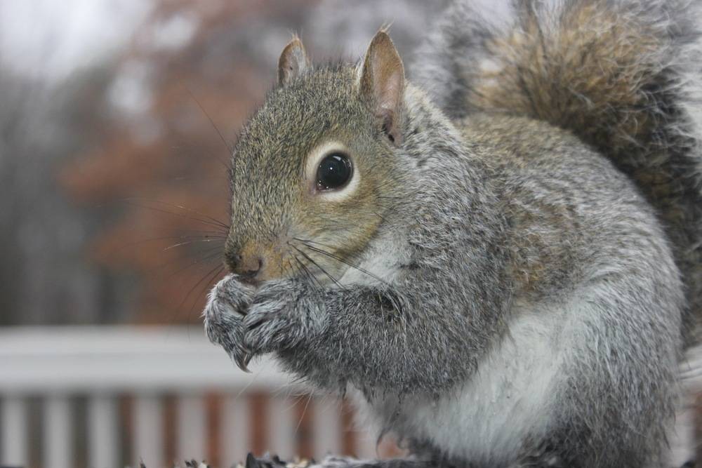 Grey Squirrel chewing a nut