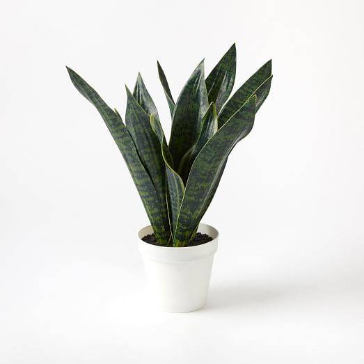 A green succulent plant is growing in a small white flower pot.