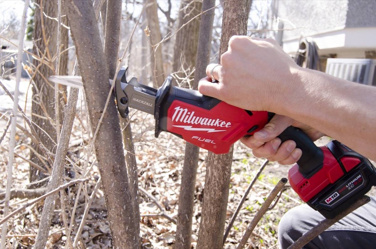 Early spring a good time to prune bushes, because the leaves haven't come in yet.