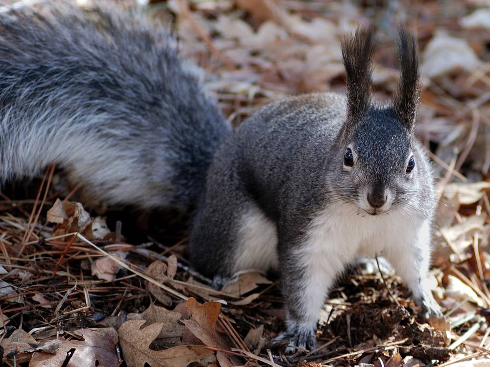Squirrel with fluffy ears